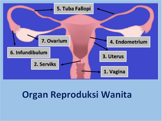 Detail Gambar Reproduksi Pada Wanita Nomer 41