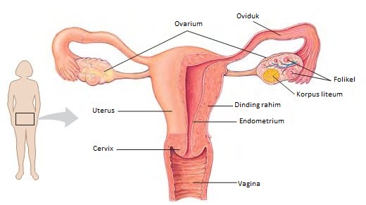 Detail Gambar Reproduksi Perempuan Nomer 38