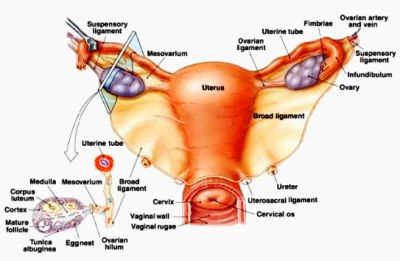 Detail Gambar Reproduksi Perempuan Nomer 42