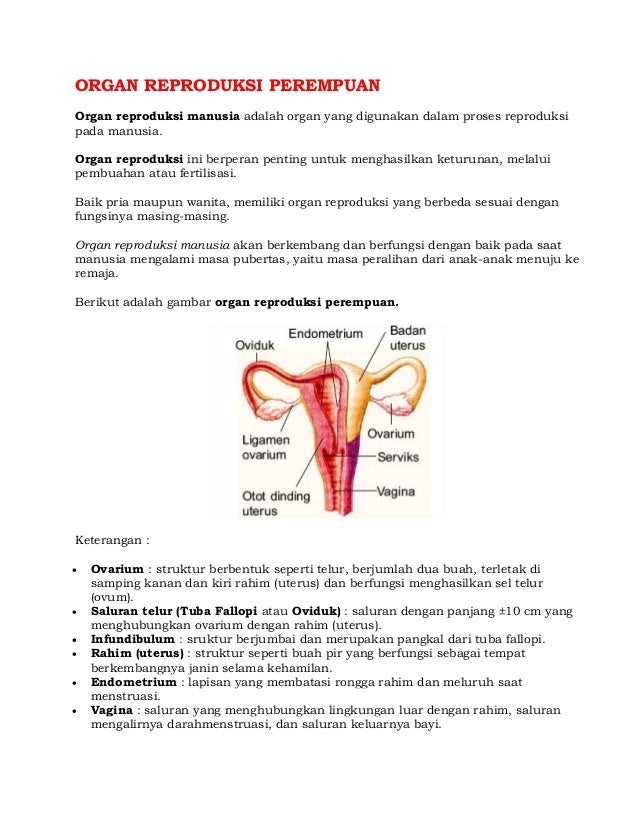 Detail Gambar Reproduksi Perempuan Nomer 43