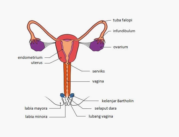 Detail Gambar Reproduksi Perempuan Nomer 44