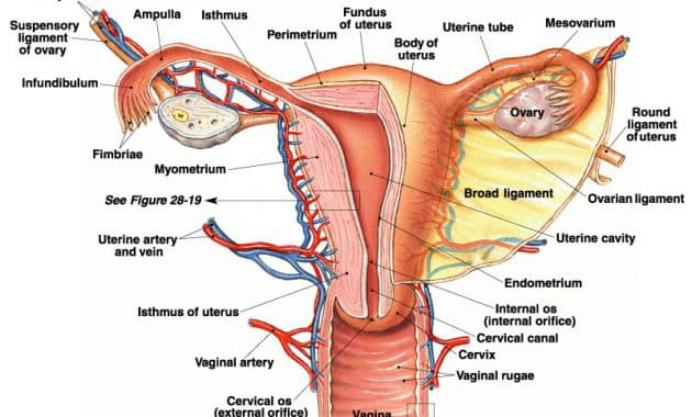 Detail Gambar Reproduksi Perempuan Nomer 49