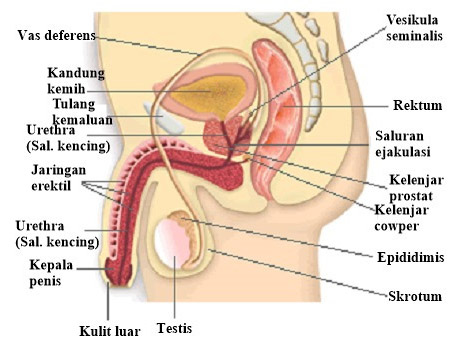 Detail Gambar Reproduksi Pria Nomer 24