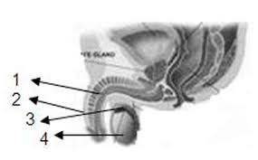 Detail Gambar Reproduksi Pria Nomer 31