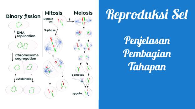 Detail Gambar Reproduksi Sel Nomer 53