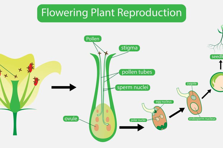 Gambar Reproduksi Tumbuhan - KibrisPDR