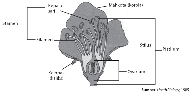 Detail Gambar Reproduksi Tumbuhan Nomer 27