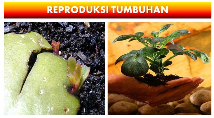 Detail Gambar Reproduksi Tumbuhan Nomer 52