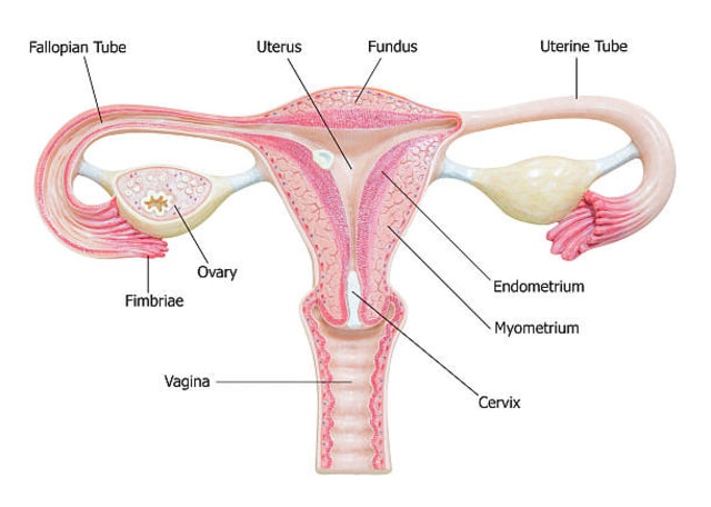 Detail Gambar Reproduksi Wanita Nomer 15