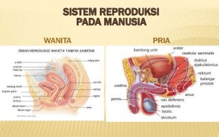 Detail Gambar Reproduksi Wanita Dan Pria Nomer 21