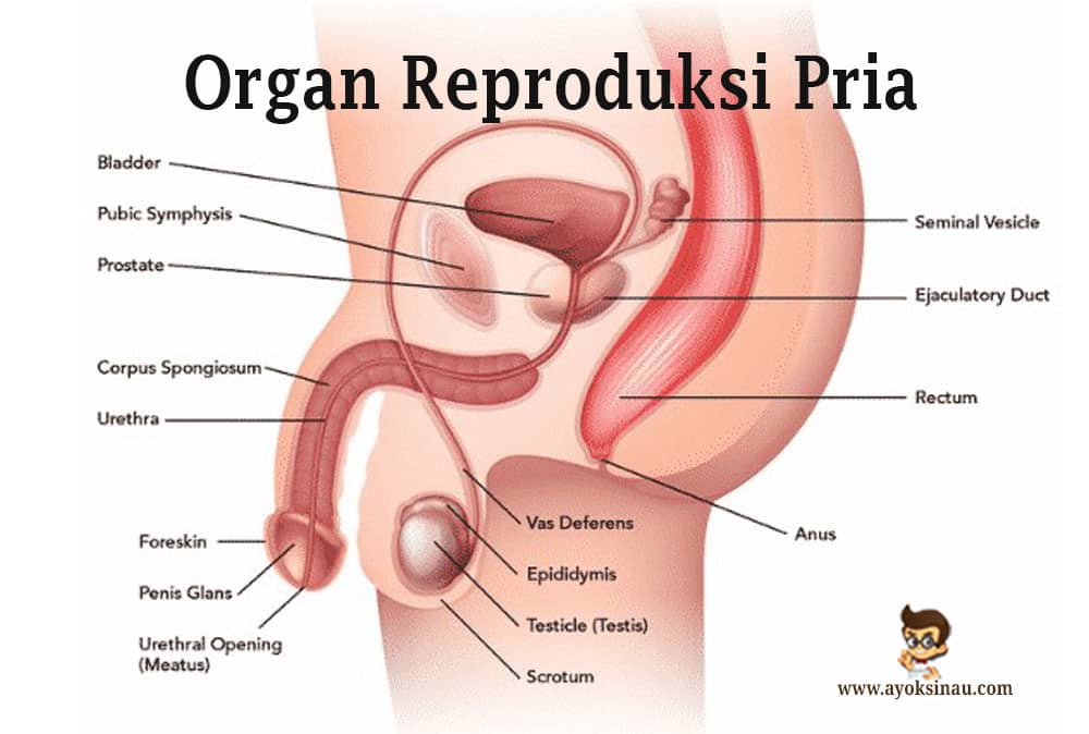 Detail Gambar Reproduksi Wanita Dan Pria Nomer 22