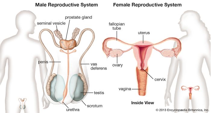 Detail Gambar Reproduksi Wanita Dan Pria Nomer 25