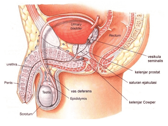 Detail Gambar Reproduksi Wanita Dan Pria Nomer 32