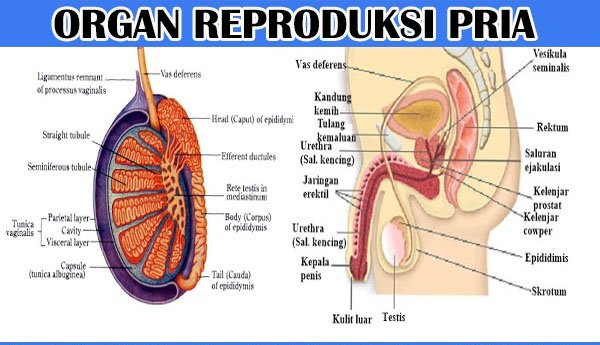 Detail Gambar Reproduksi Wanita Dan Pria Nomer 47