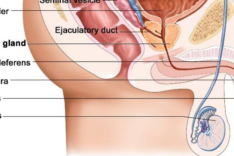 Detail Gambar Reproduksi Wanita Dan Pria Nomer 48