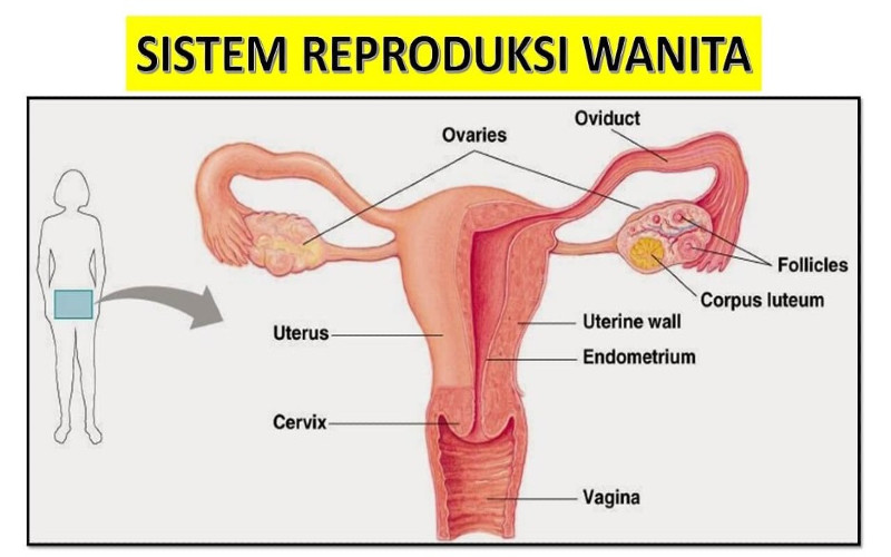 Detail Gambar Reproduksi Wanita Eksternal Nomer 2