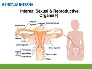 Detail Gambar Reproduksi Wanita Eksternal Nomer 23