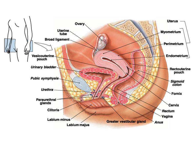 Detail Gambar Reproduksi Wanita Eksternal Nomer 6