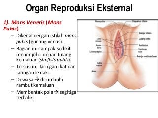 Detail Gambar Reproduksi Wanita Eksternal Nomer 50