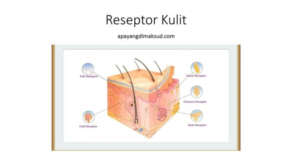 Detail Gambar Reseptor Kulit Nomer 14