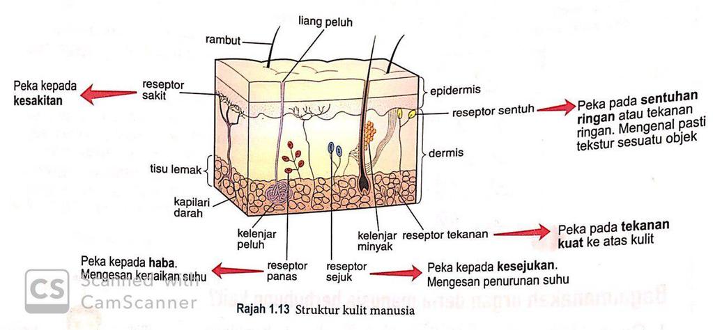 Detail Gambar Reseptor Kulit Nomer 27