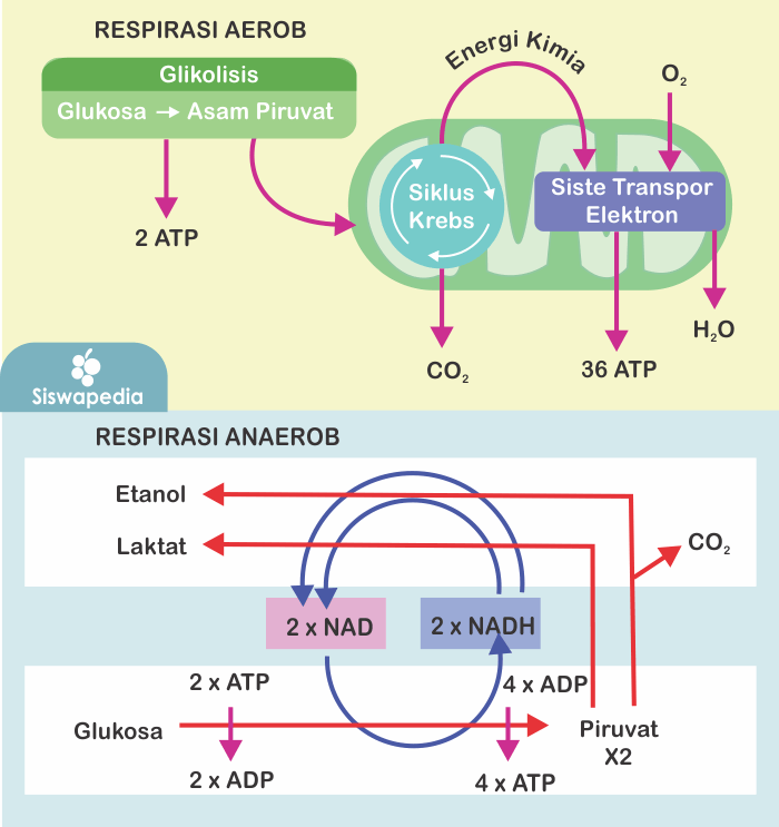 Gambar Respirasi Aerob - KibrisPDR