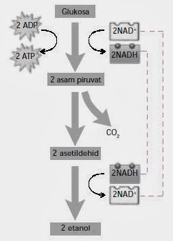 Detail Gambar Respirasi Aerob Nomer 11