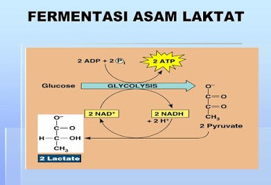 Detail Gambar Respirasi Aerob Nomer 15