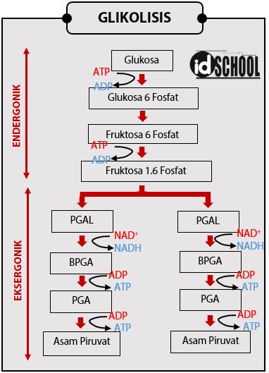 Detail Gambar Respirasi Aerob Nomer 23