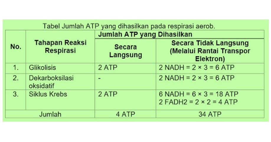 Detail Gambar Respirasi Aerob Nomer 39