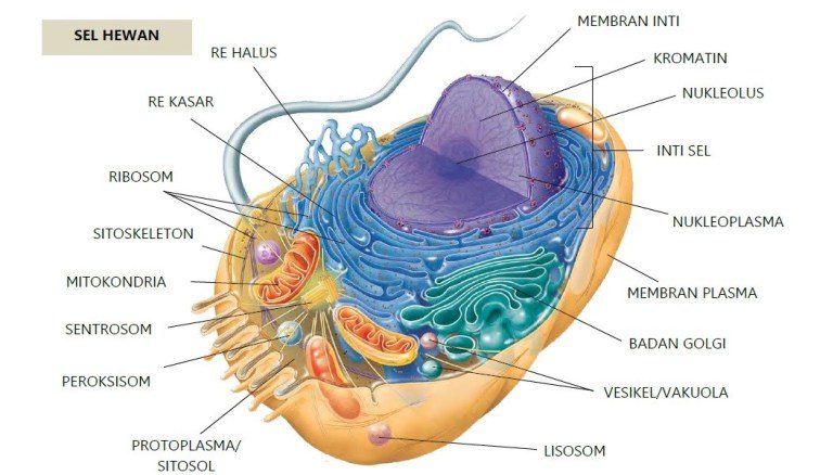 Detail Gambar Respirasi Sel Nomer 13