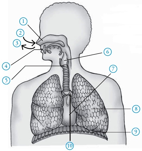 Detail Gambar Respirasi Sma Nomer 42