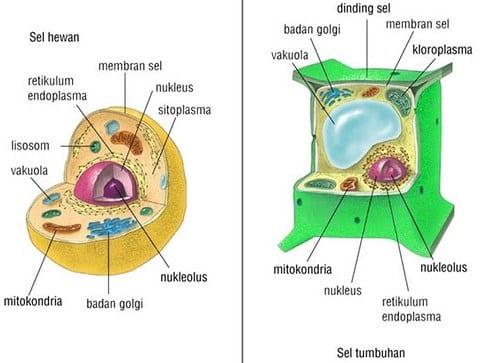 Detail Gambar Retikulum Endoderm Sel Tumbuhan Dan Hewan Nomer 2