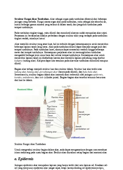 Detail Gambar Retikulum Endoderm Sel Tumbuhan Dan Hewan Nomer 34