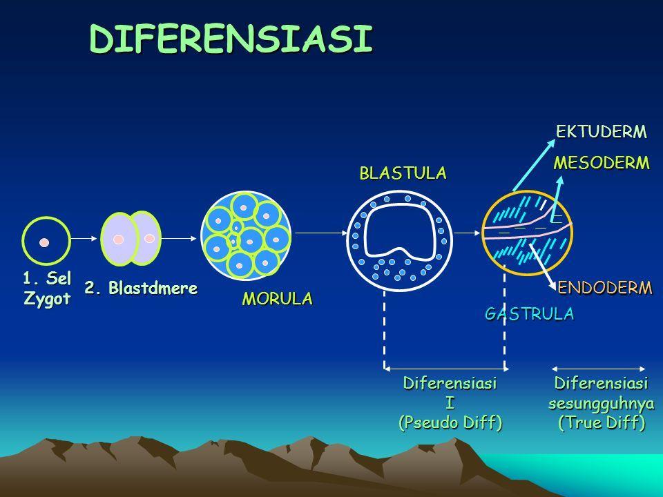 Detail Gambar Retikulum Endoderm Sel Tumbuhan Dan Hewan Nomer 6