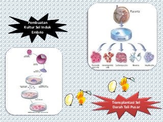 Detail Gambar Retikulum Endoderm Sel Tumbuhan Dan Hewan Nomer 42