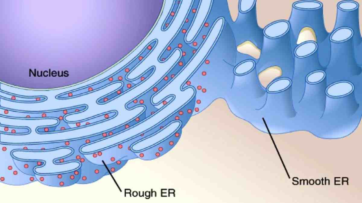 Detail Gambar Retikulum Endoplasma Halus Nomer 2