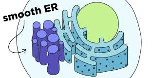 Detail Gambar Retikulum Endoplasma Halus Nomer 14