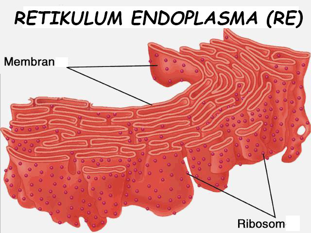 Detail Gambar Retikulum Endoplasma Halus Nomer 17