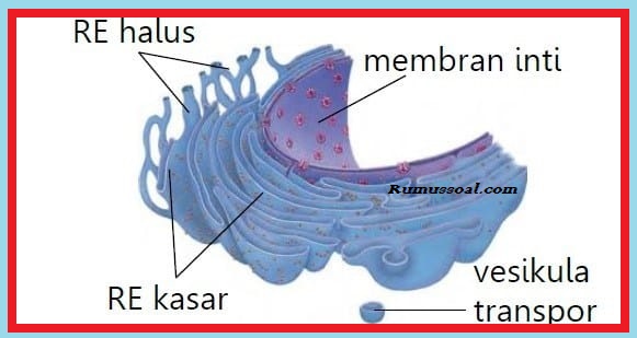 Detail Gambar Retikulum Endoplasma Halus Nomer 19