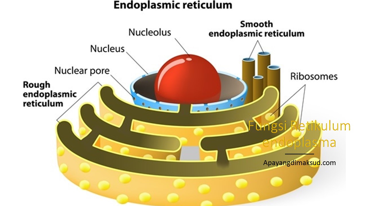 Detail Gambar Retikulum Endoplasma Halus Nomer 21