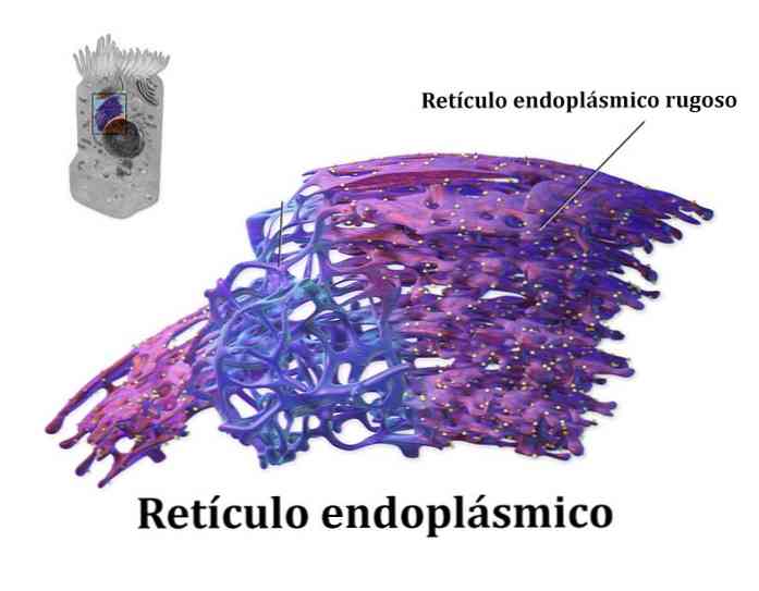 Detail Gambar Retikulum Endoplasma Halus Nomer 23