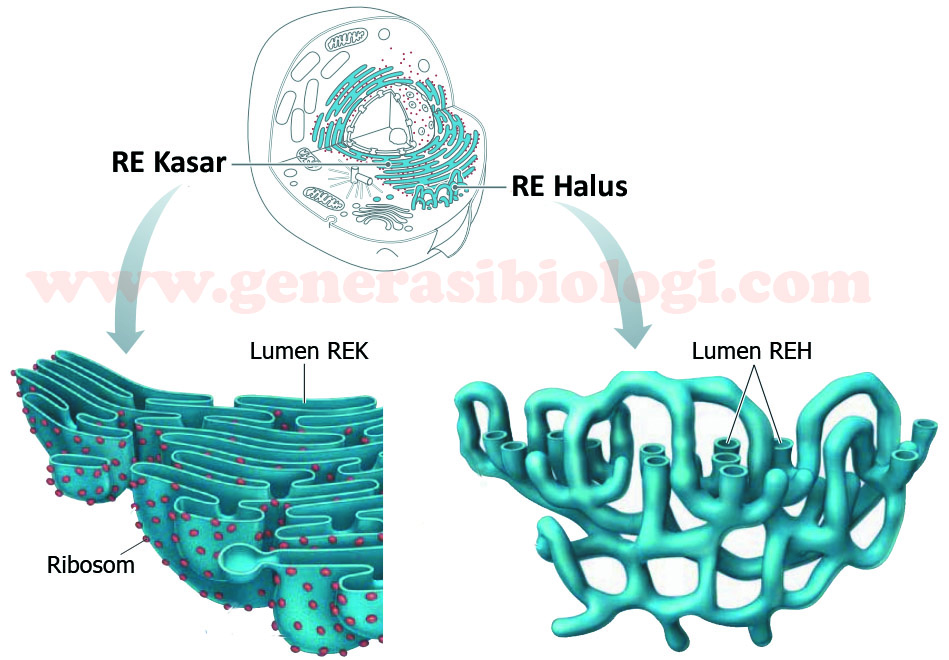 Detail Gambar Retikulum Endoplasma Halus Nomer 26
