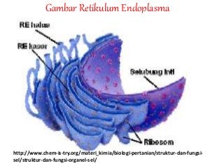 Detail Gambar Retikulum Endoplasma Halus Nomer 29