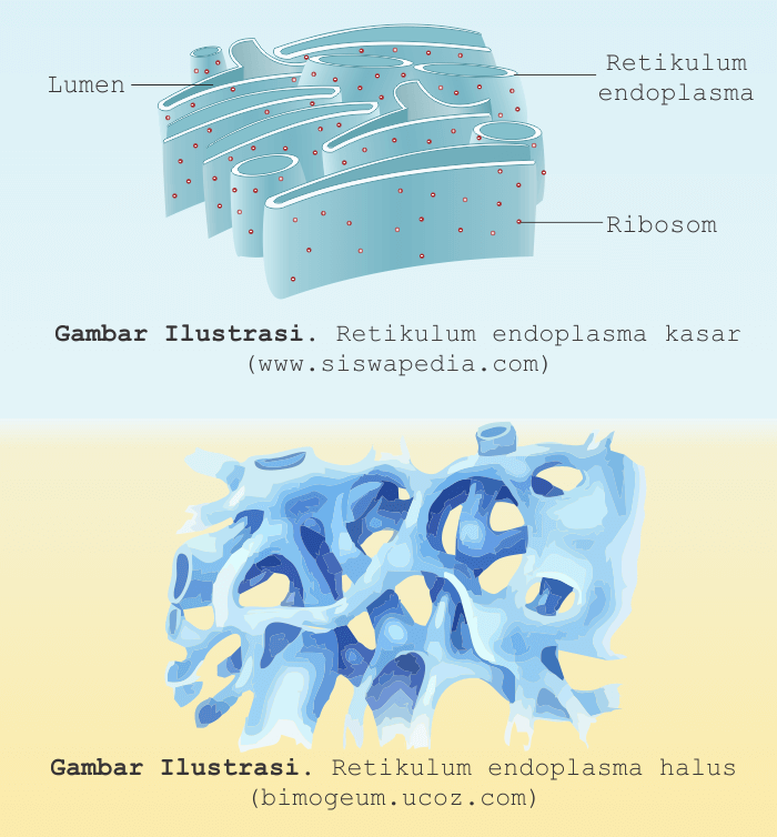 Detail Gambar Retikulum Endoplasma Halus Nomer 4