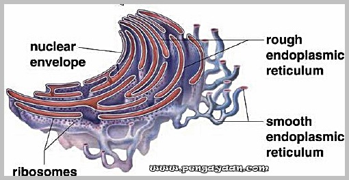 Detail Gambar Retikulum Endoplasma Halus Nomer 30
