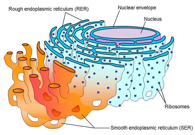 Detail Gambar Retikulum Endoplasma Halus Nomer 32