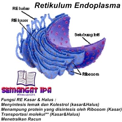 Detail Gambar Retikulum Endoplasma Halus Nomer 34