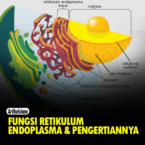 Detail Gambar Retikulum Endoplasma Halus Nomer 41