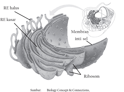 Detail Gambar Retikulum Endoplasma Halus Nomer 42